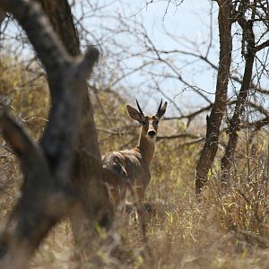 Mountain Reedbuck