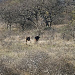 Ostriches