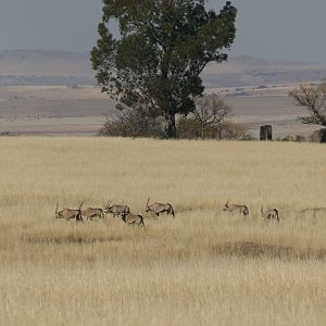 Gemsbok in the Highveld