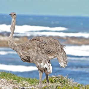 Cape Ostrich