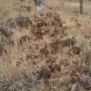 Kudu Mtn. Rocks - Pathway