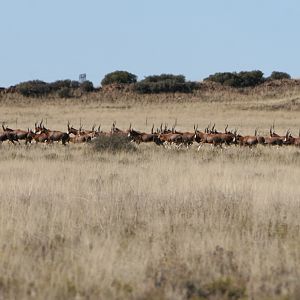 Blesbok Herd