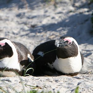 Penguins