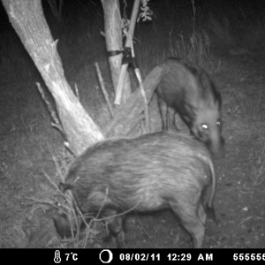 BUSH PIG TRAIL CAM