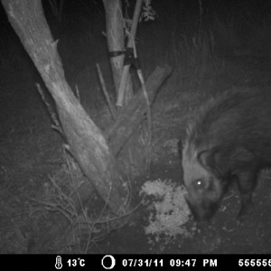 Bush pig trail cam