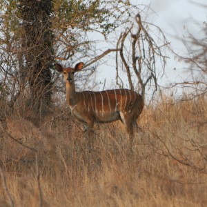 Nyala ewe