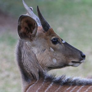 Young Nyala