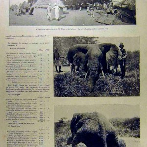 Big Game Elephant Hunt