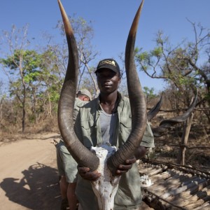 37 inch Bongo hunted in CAR