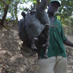 Five Guineafowl shot in CAR