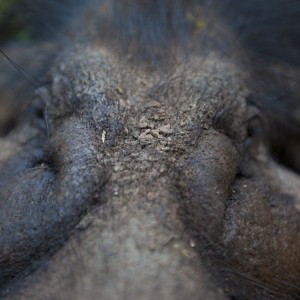 Giant Forest Hog face close up...