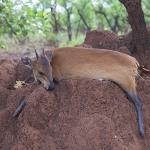 Red Flanked Duiker hunted in CAR