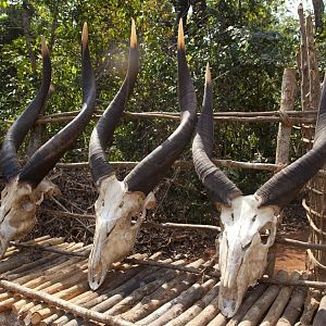 Three sets of Bongo horns