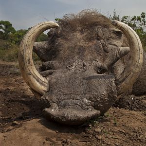 Warthog hunted in CAR with Central African Wildlife Adventures