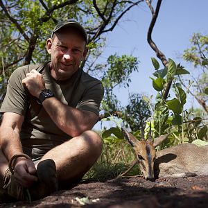 West African Bush Duiker