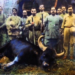 Hunting Gaur in India