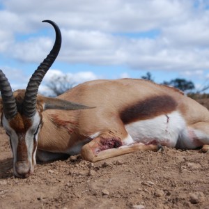 Springbuck Eastern Cape