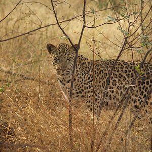 Leopard in Namibia