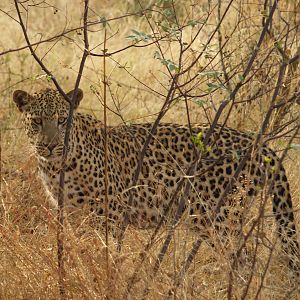 Leopard in Namibia