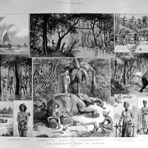 An Elephant Hunt in the Ceylon