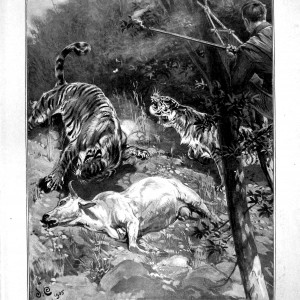 Tiger shoot in Central India