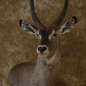 32" Waterbuck Wall Pedestal by The Artistry of Wildlife