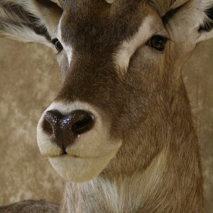 32" Waterbuck Wall Pedestal by The Artistry of Wildlife