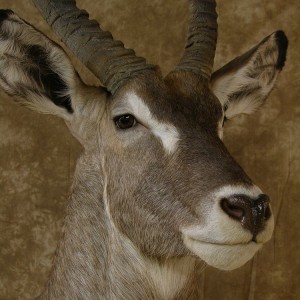 32" Waterbuck Wall Pedestal by The Artistry of Wildlife