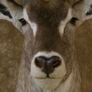 32" Waterbuck Wall Pedestal by The Artistry of Wildlife