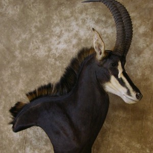 Sable Mount by The Artistry of Wildlife