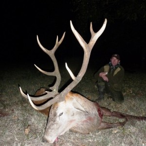 Red deer hunted in Hungary