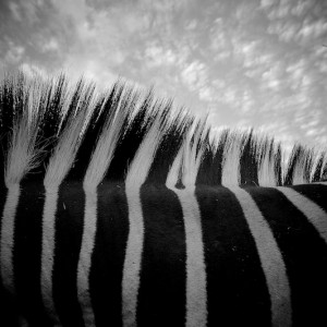 zebra sky