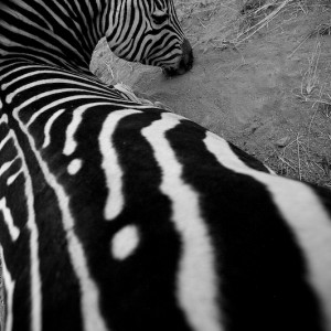 zebra