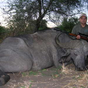 Mature Cape Buffalo