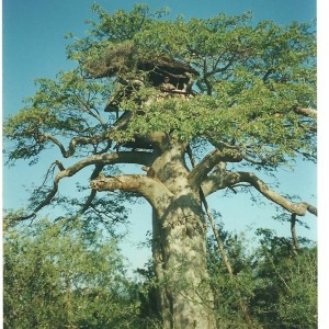 Baobab