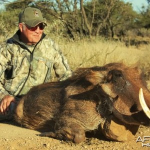 Warthog hunted in South Africa