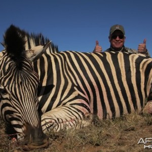 Zebra hunted in South Africa