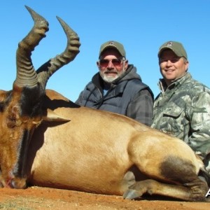 Hartebeest hunted in South Africa