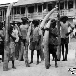 East Africans with Elephant tusks to be used for ivory trade