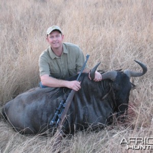 Blue Wildebeest