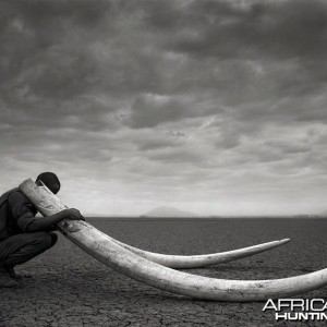 Ranger with Tusks of Killed Elephant, Amboseli, 2011 by Nick Brandt