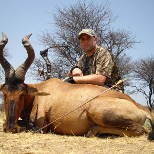 Bowhunting Red Hartebeest in Namibia