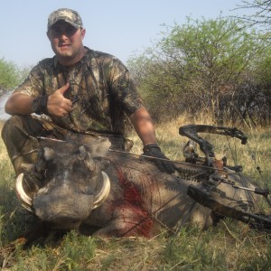 Bowhunting Warthog in Namibia