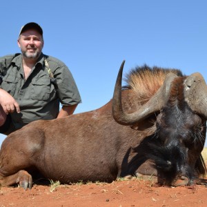 Black Wildebeest South Africa