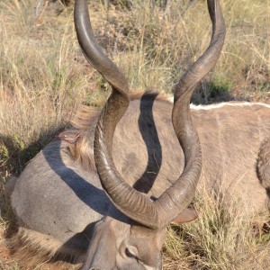 Kudu South Africa