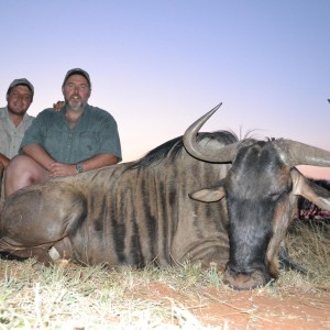 Blue Wildebeest South Africa