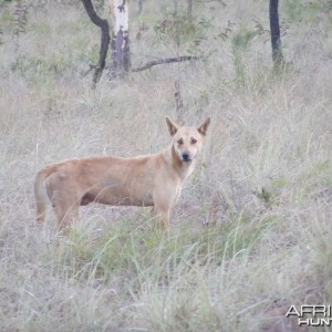 Dingo Australia