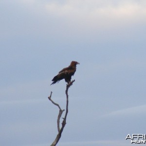 Eagle Australia