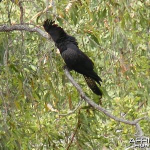 Parrot Australia