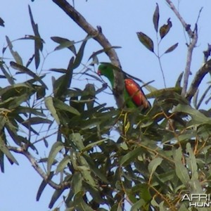 Parrot Australia